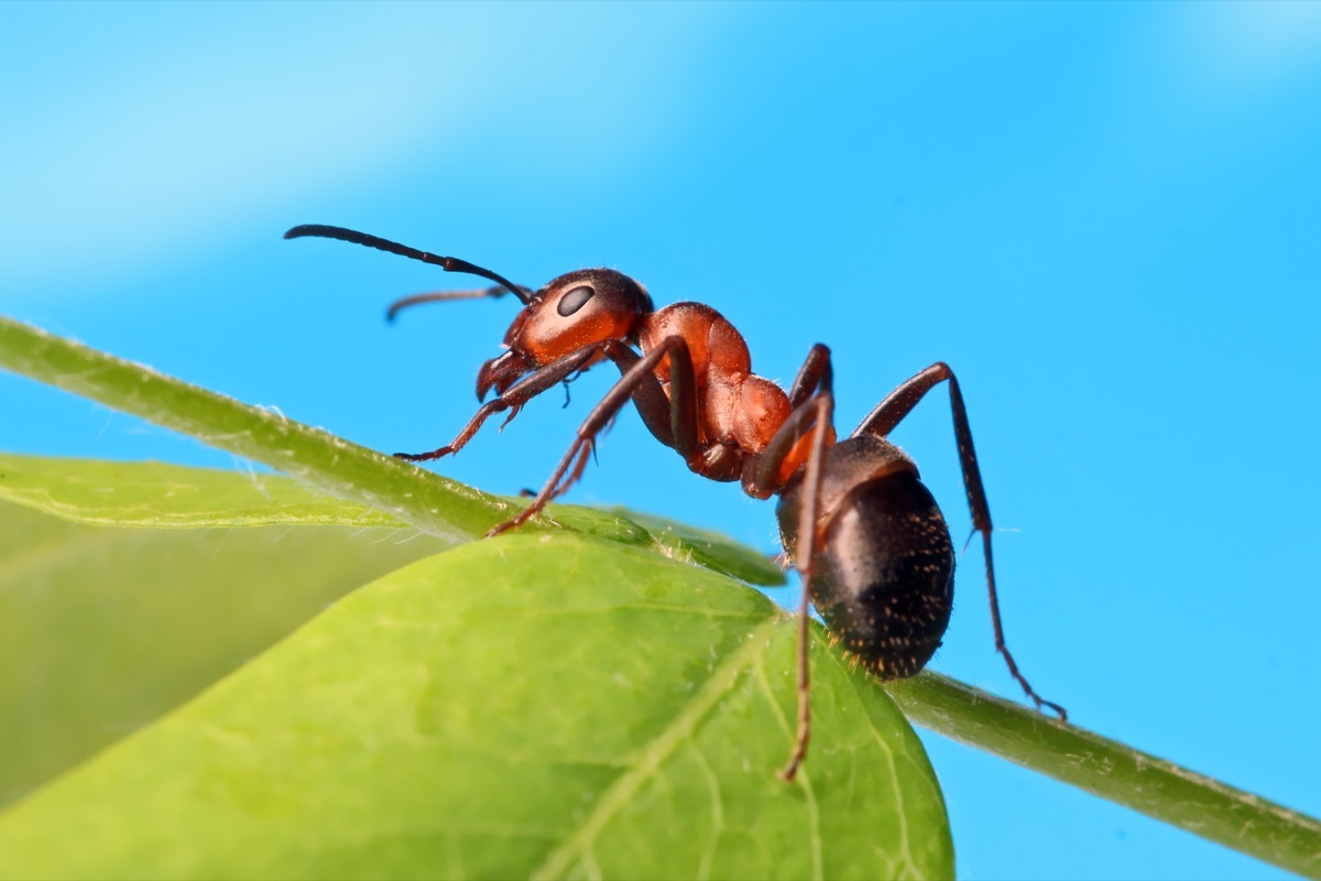 Ant