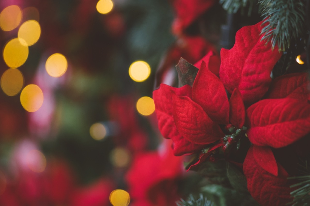 pointsettia closeup on christmas tree