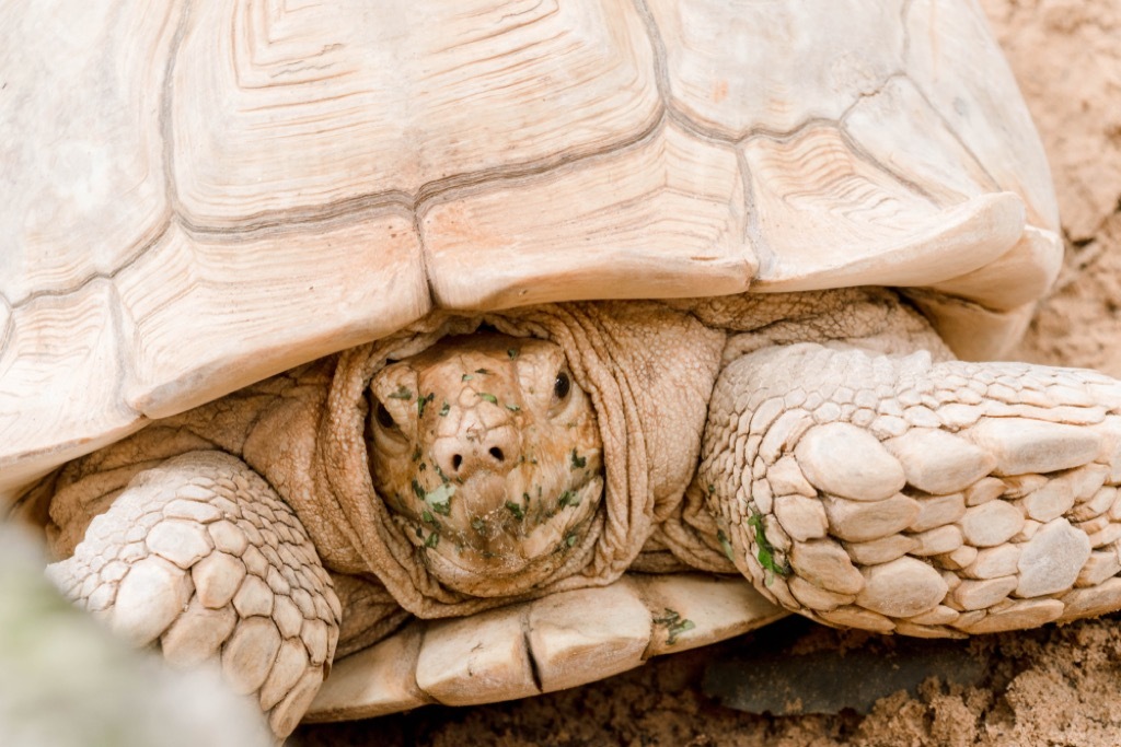 African spurred tortoise