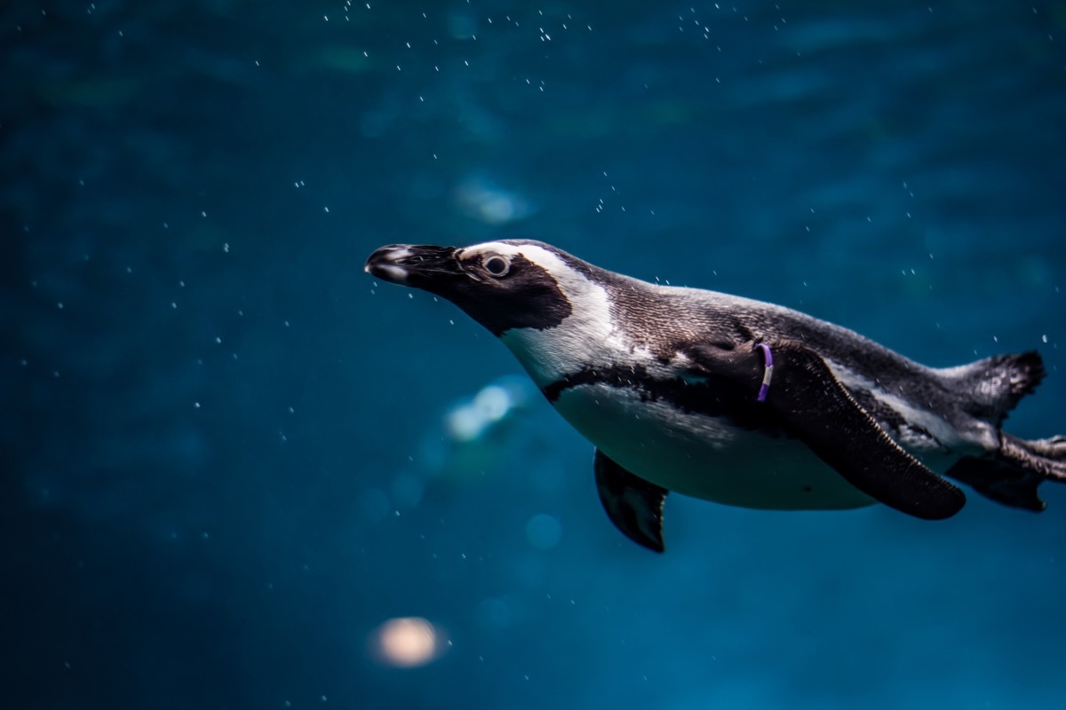 african penguin swimming photos of wild penguins