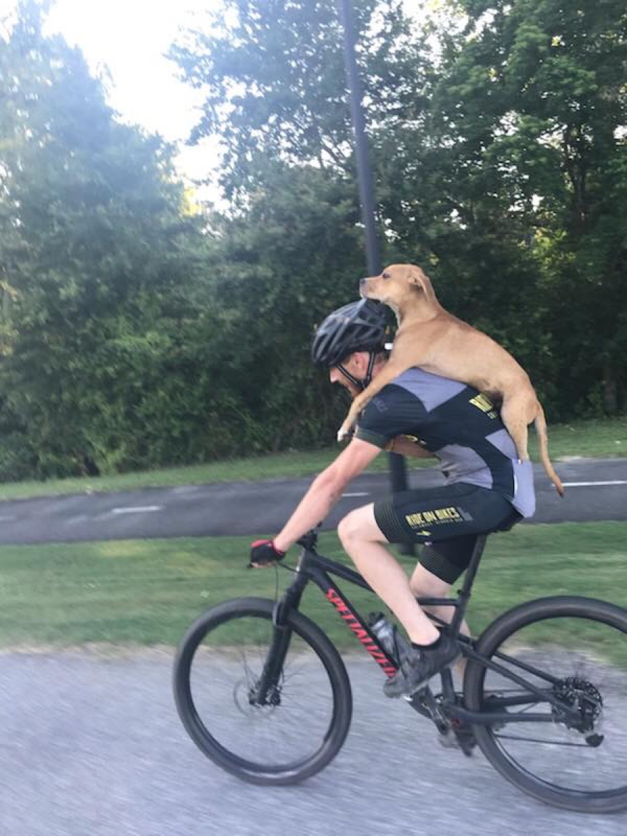 Columbo on Cyclist's Back Animal Stories 2018