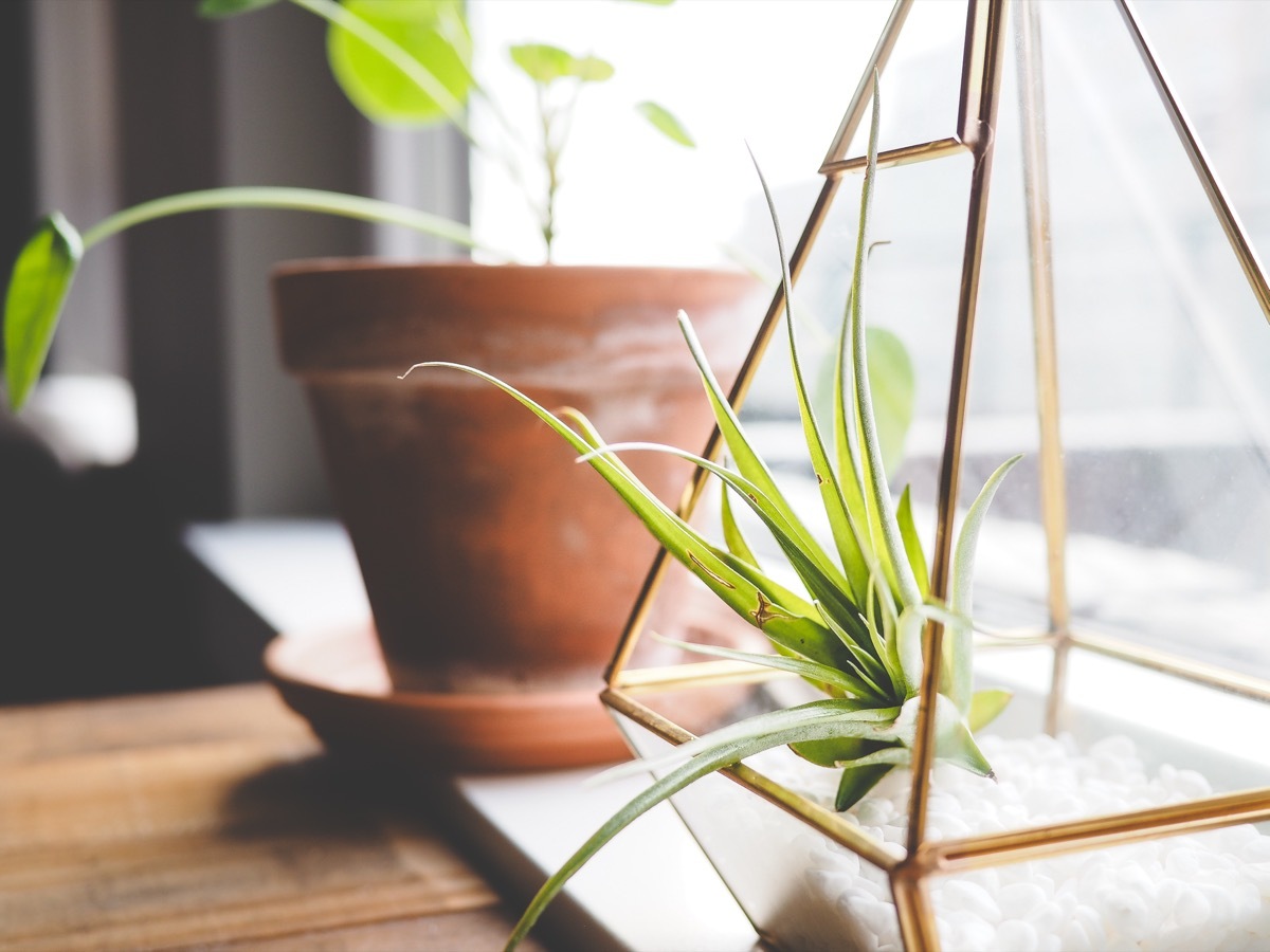 air plant in terrarium