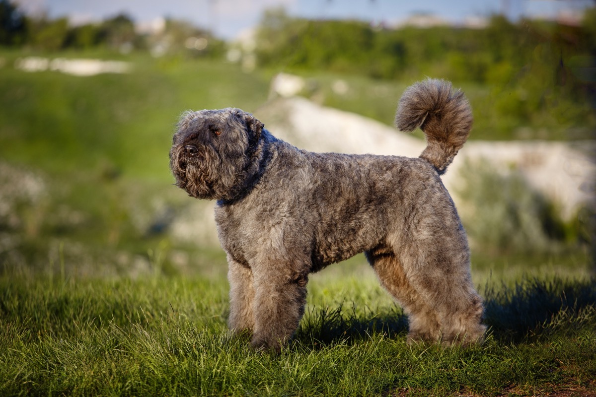 Bouvier des Flandres on a nature background