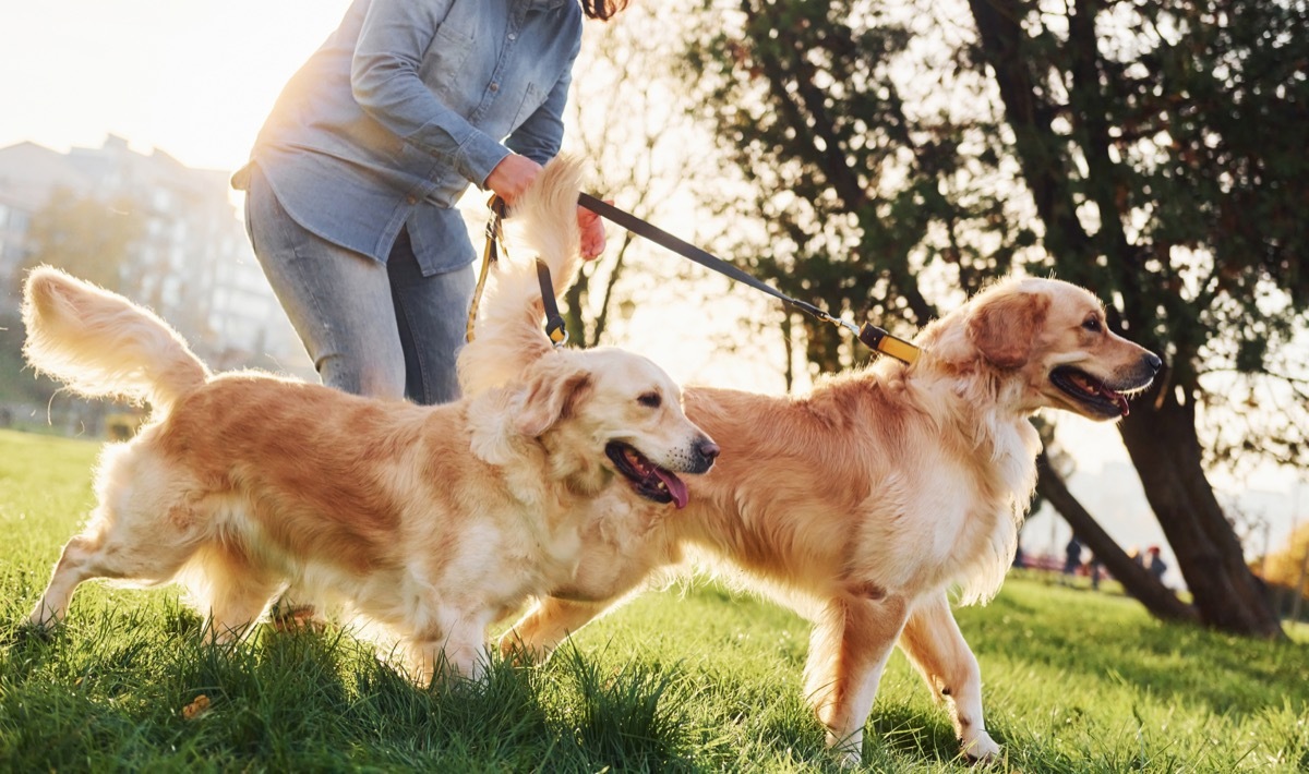 woman walking dogs