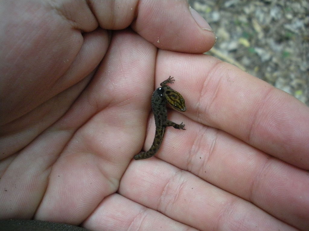 Sphaerodactylus ariasae Smallest Animals