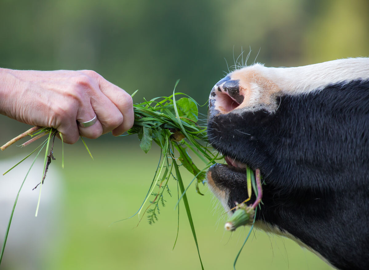 cow eating grass