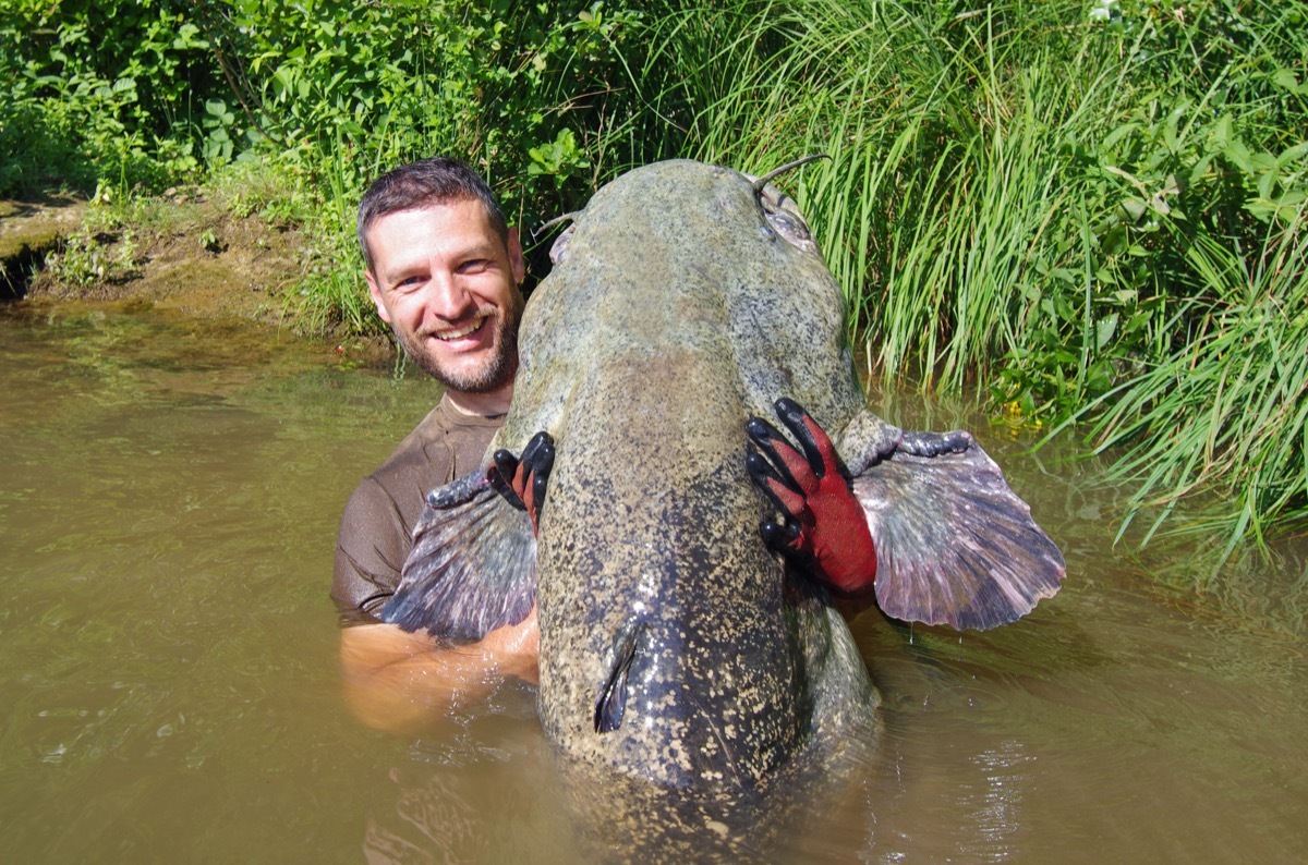 man catching a catfish in a muddy river