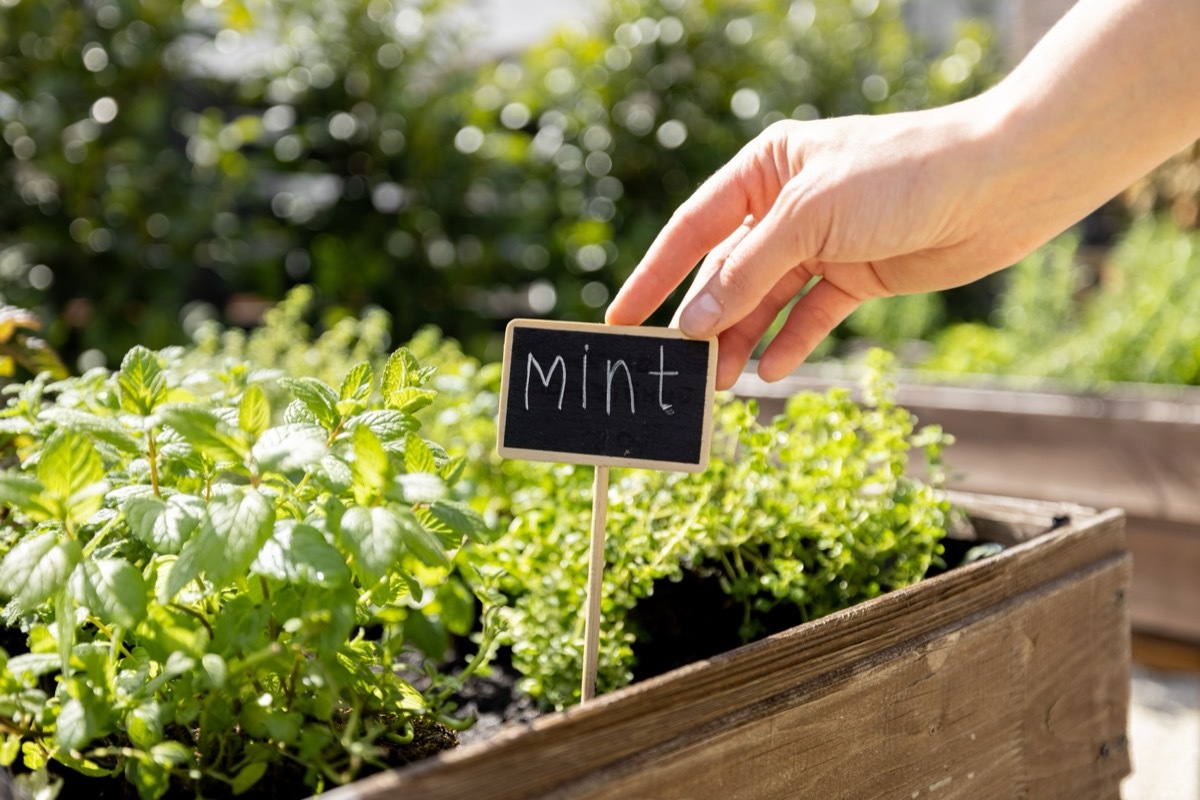 Growing spicy herbs at home vegetable garden, putting wooden plate with a name of plants. Growing mint in wooden planters outdoors