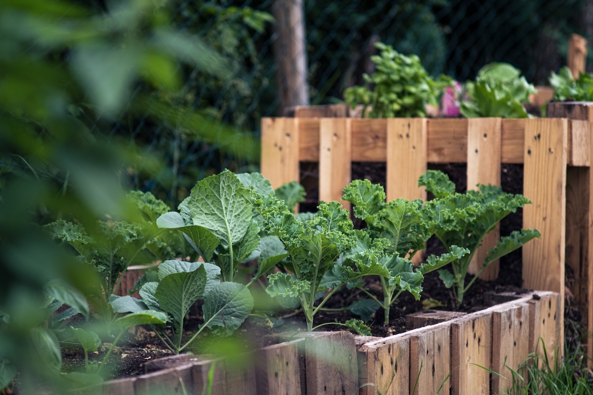 Raised Bed growing Cabbages and Kale.