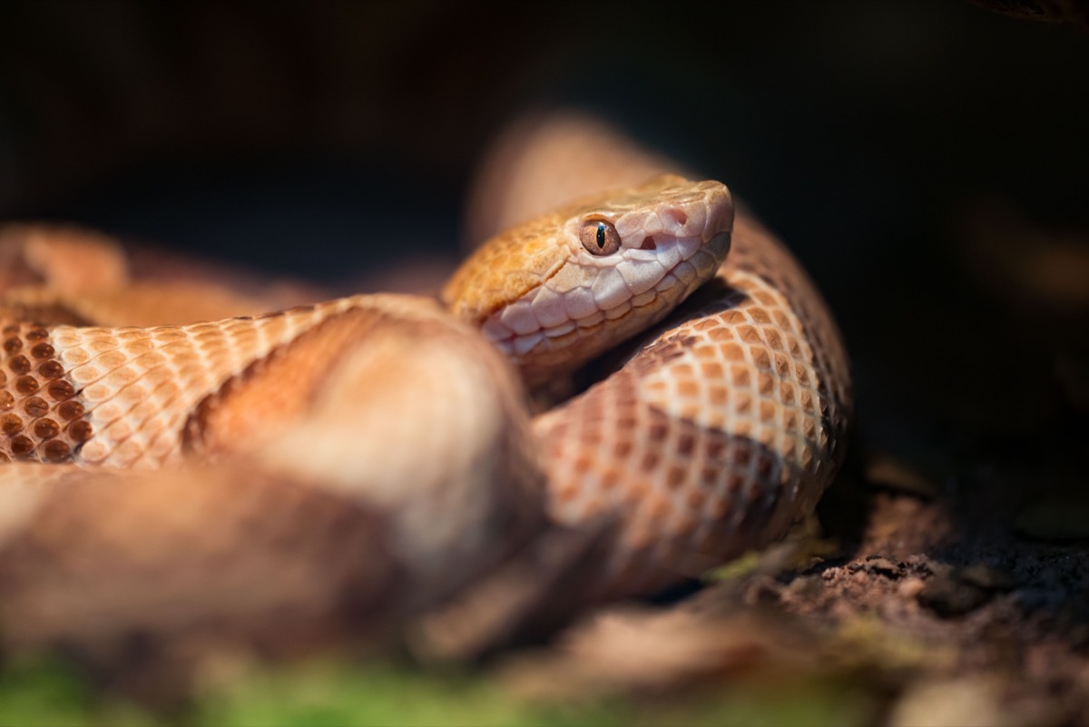 Copperhead is a species of venomous snake endemic to Eastern North America