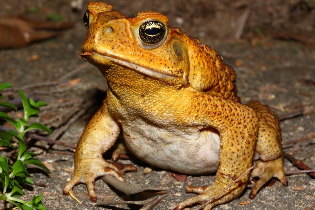 cane toad