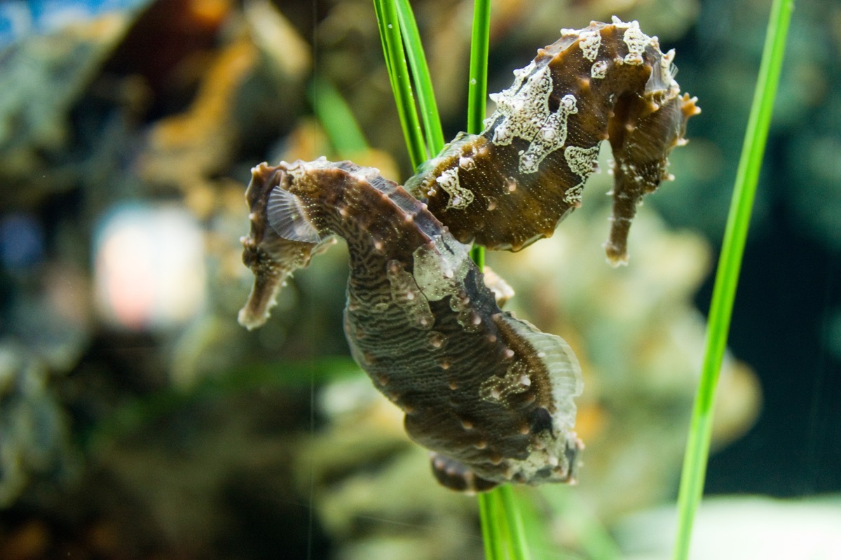 Sea horses swimming in a fish tank