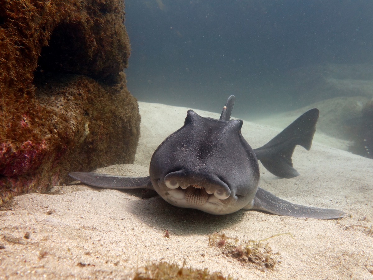 Pork jackson shark sitting at bottom of the ocean