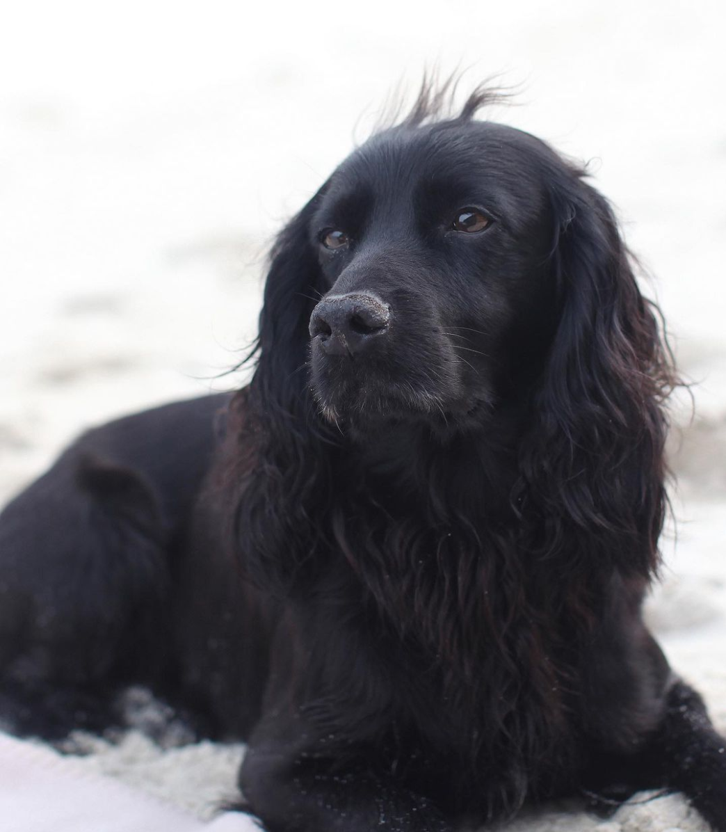 kate and william's royal dog lupo passes away