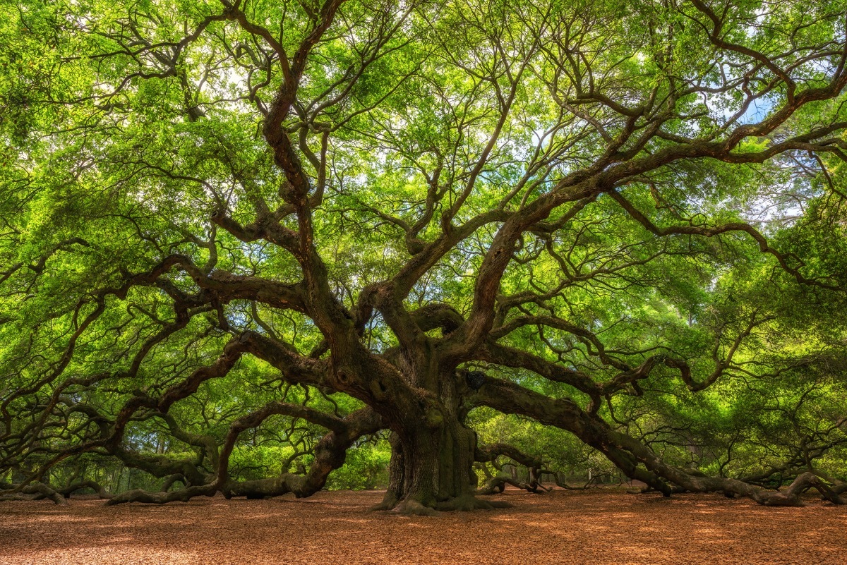 Angel Oak Tree in Johns Island, South Carolina state natural wonders