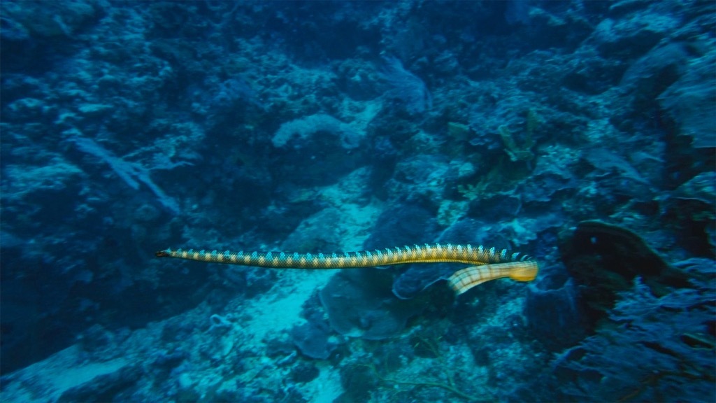 belcher's sea snake