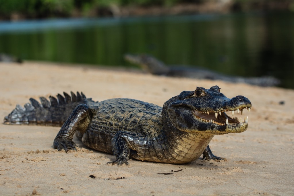 caiman reptile 