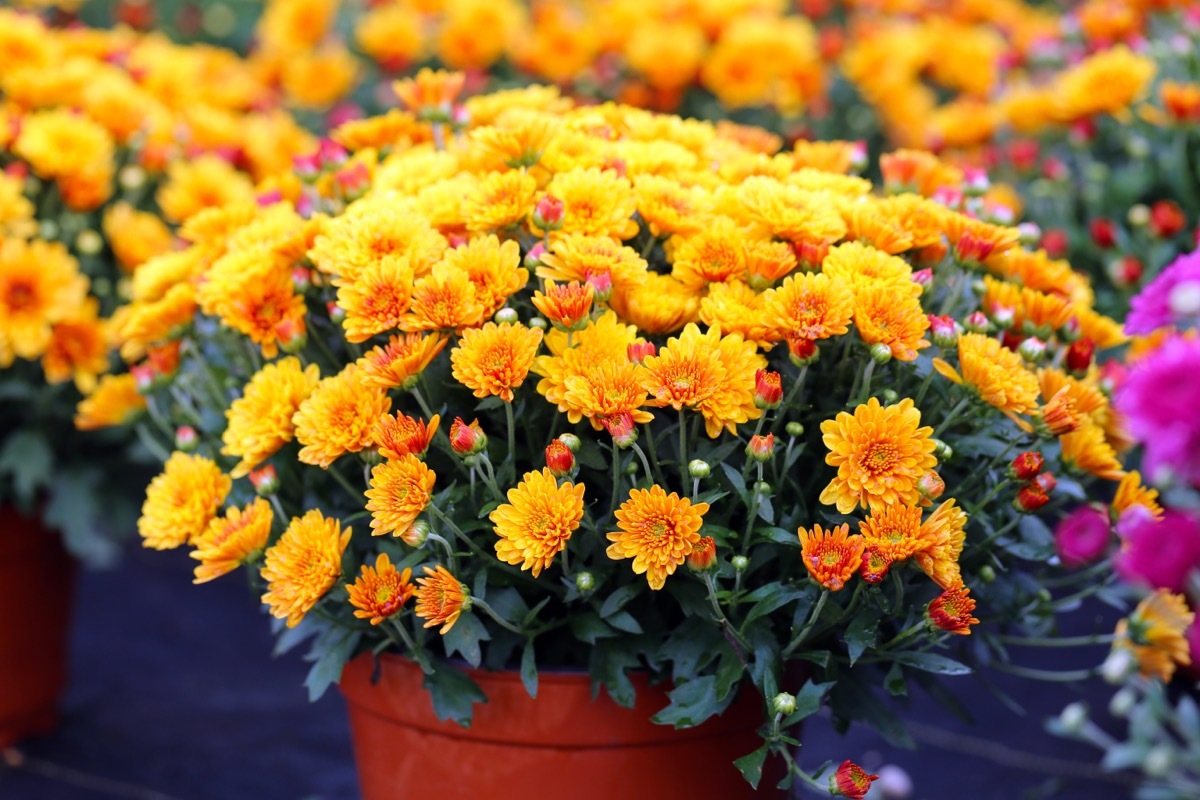 Orange and Yellow Mums