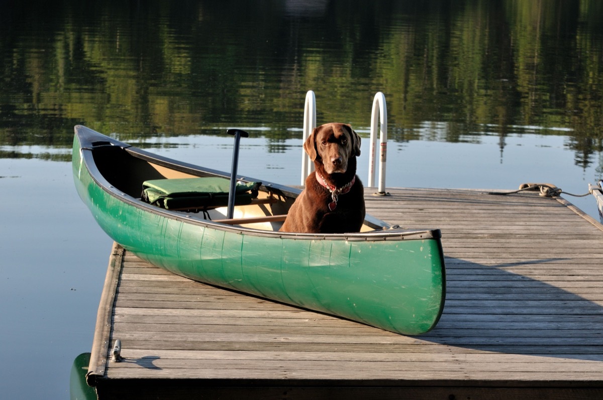 dog on a row boat