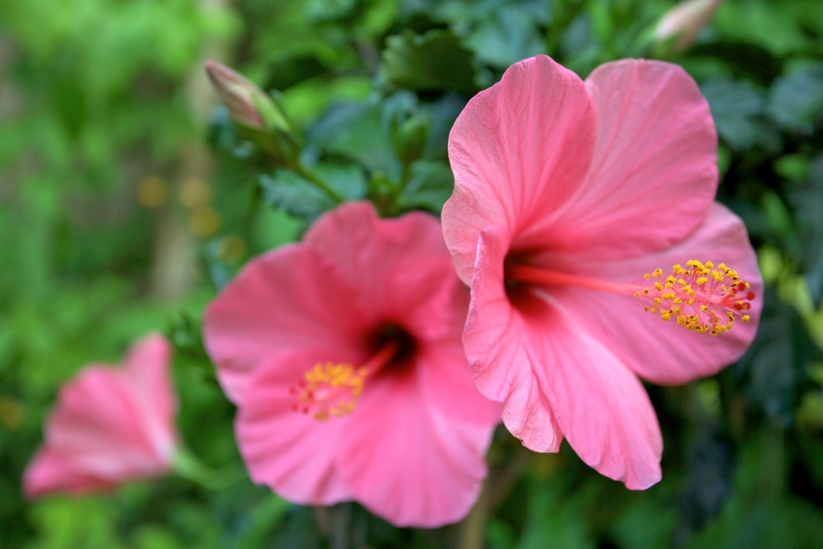 hibiscus flowers