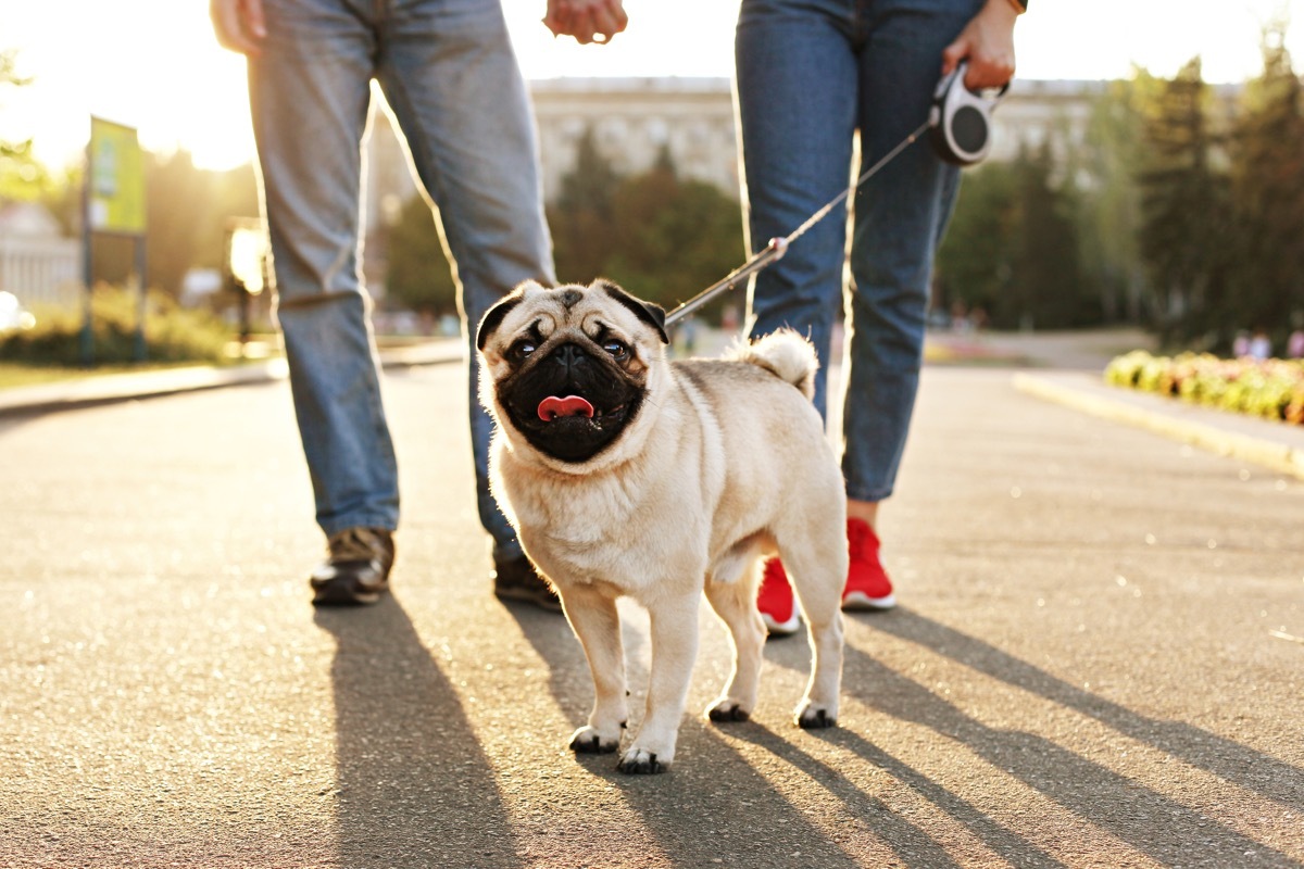 funny puppy of pug sitting on floor near couple owners feet on concrete walkway at park. Female & male walking young pure breed pedigree dog on leash, sunset light. Background, copy space, close up. (Funny puppy of pug sitting on floor near couple own