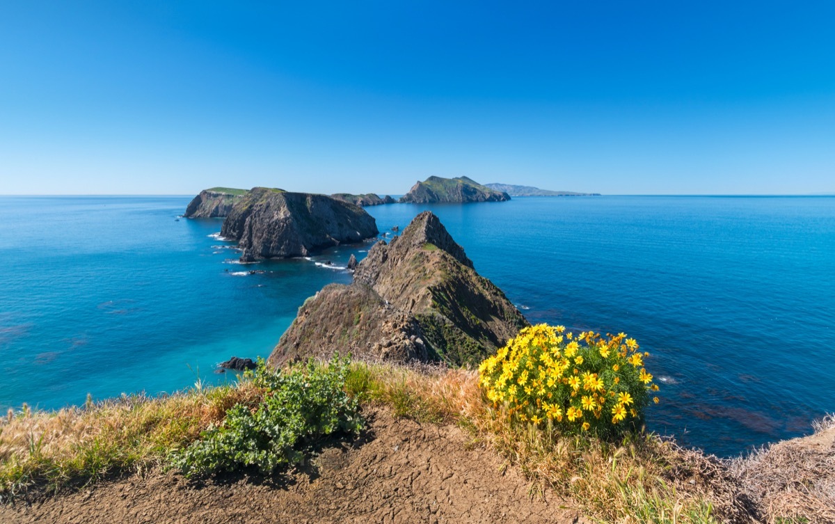 Giant Coreopsis on Anacapa Island during spring