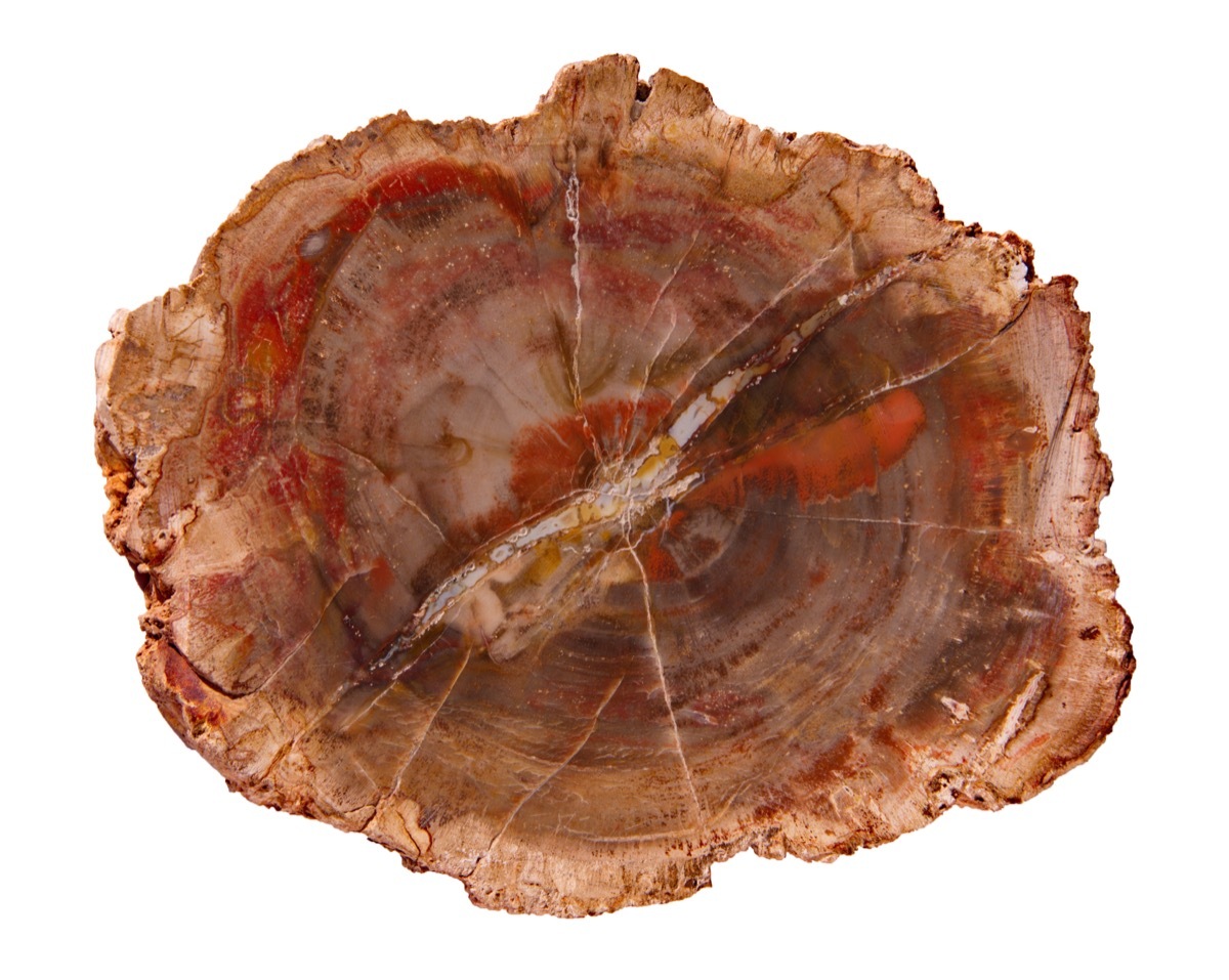 Petrified wood