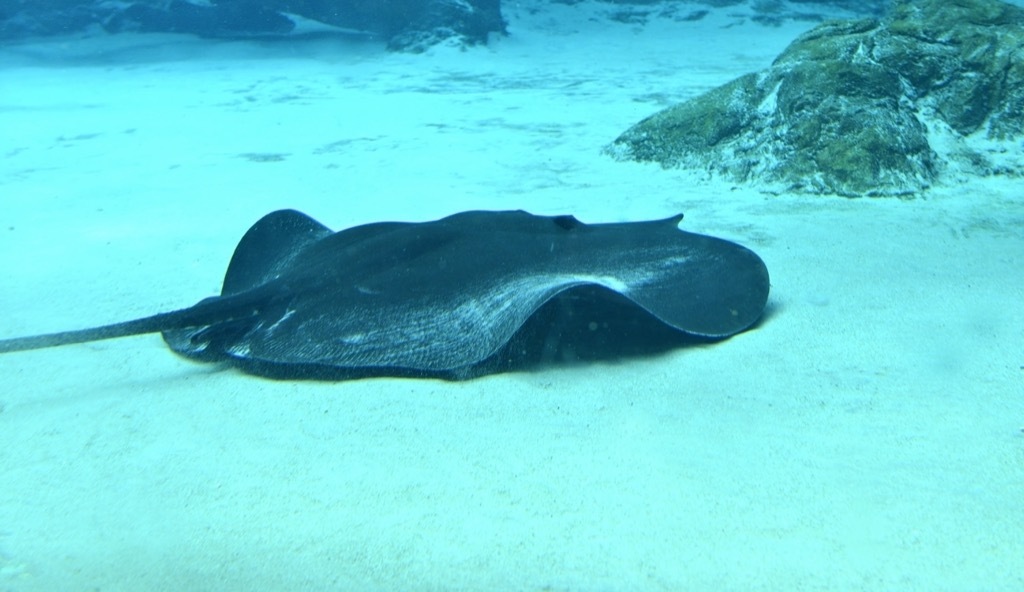 giant freshwater stingray 30 oldest animals on earth