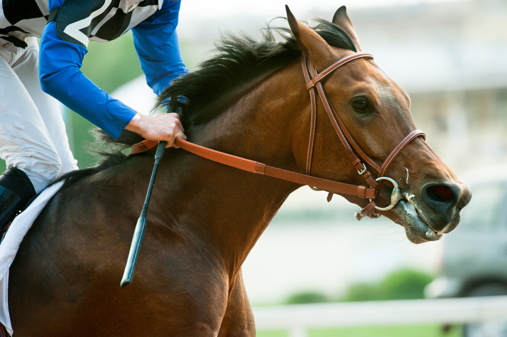 Racing Horse 