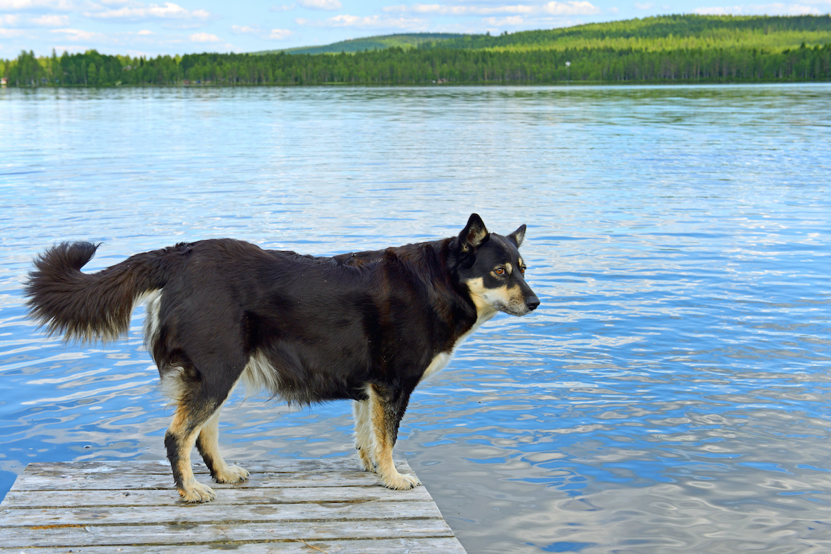 Lapponian Herder