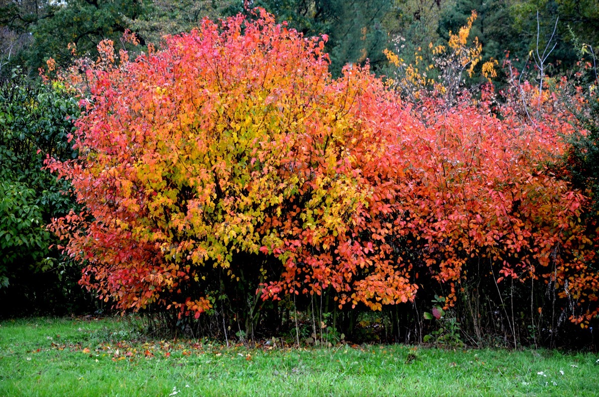 amur maple tree