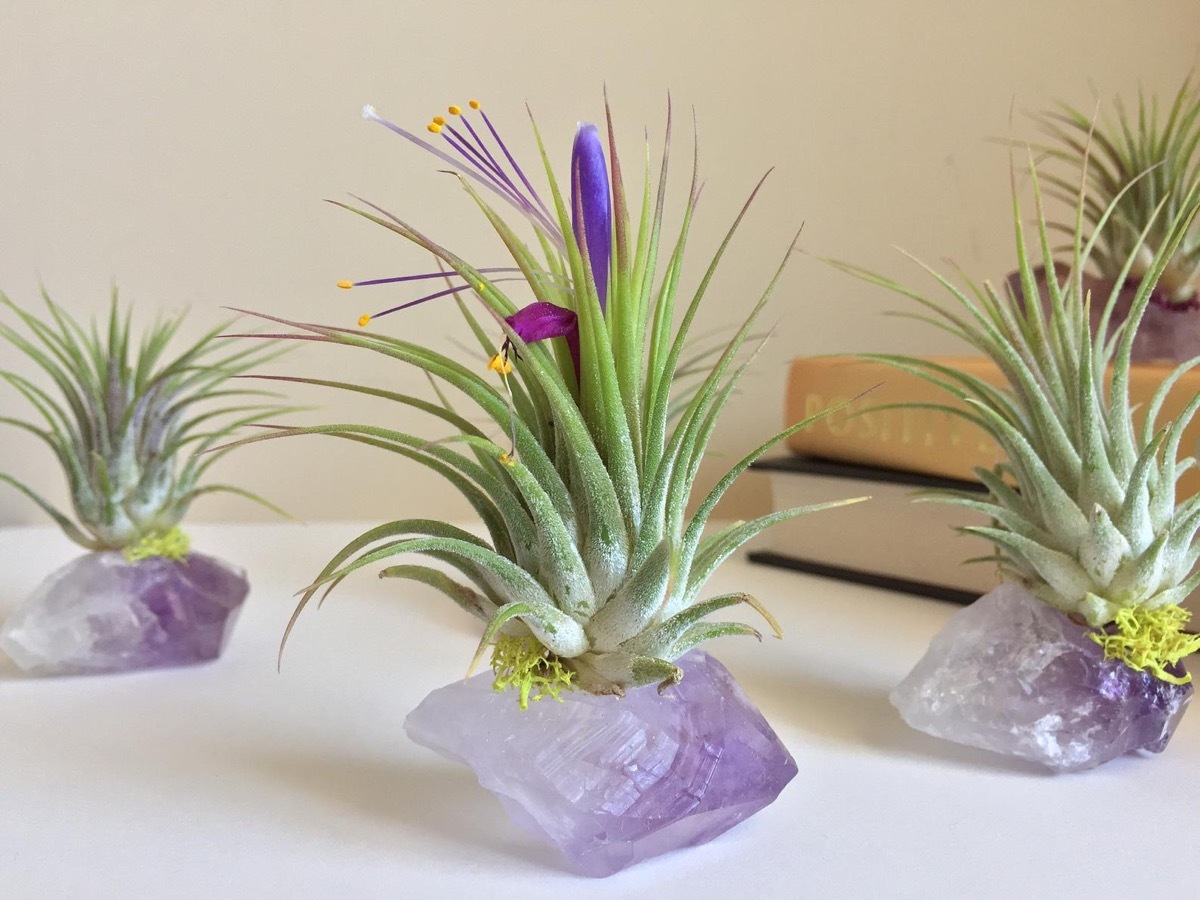 amethyst air plant crystals