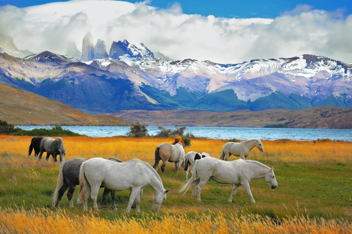 torres del paine chile with wild horses