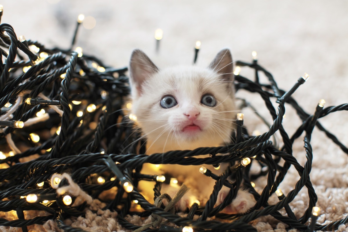 tiny kitten in christmas tree lights