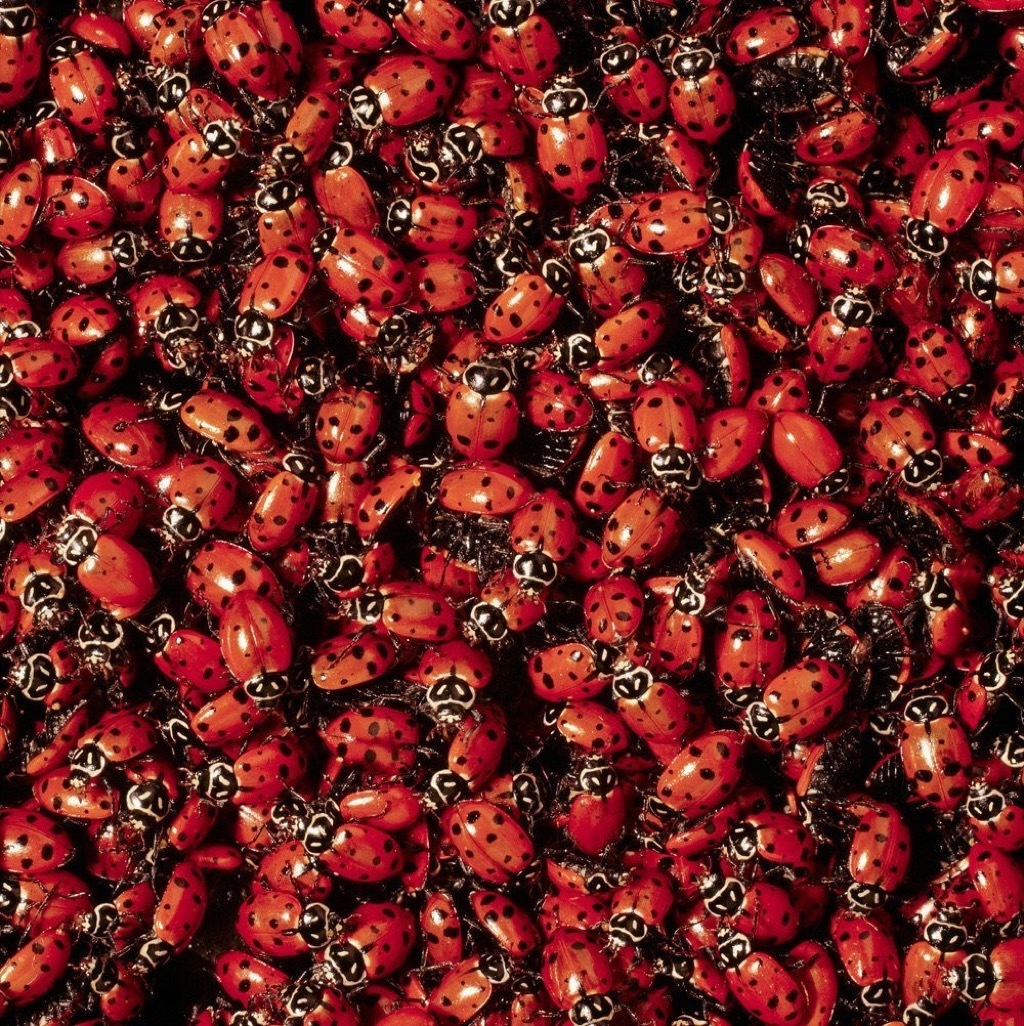 live ladybugs craziest Amazon products