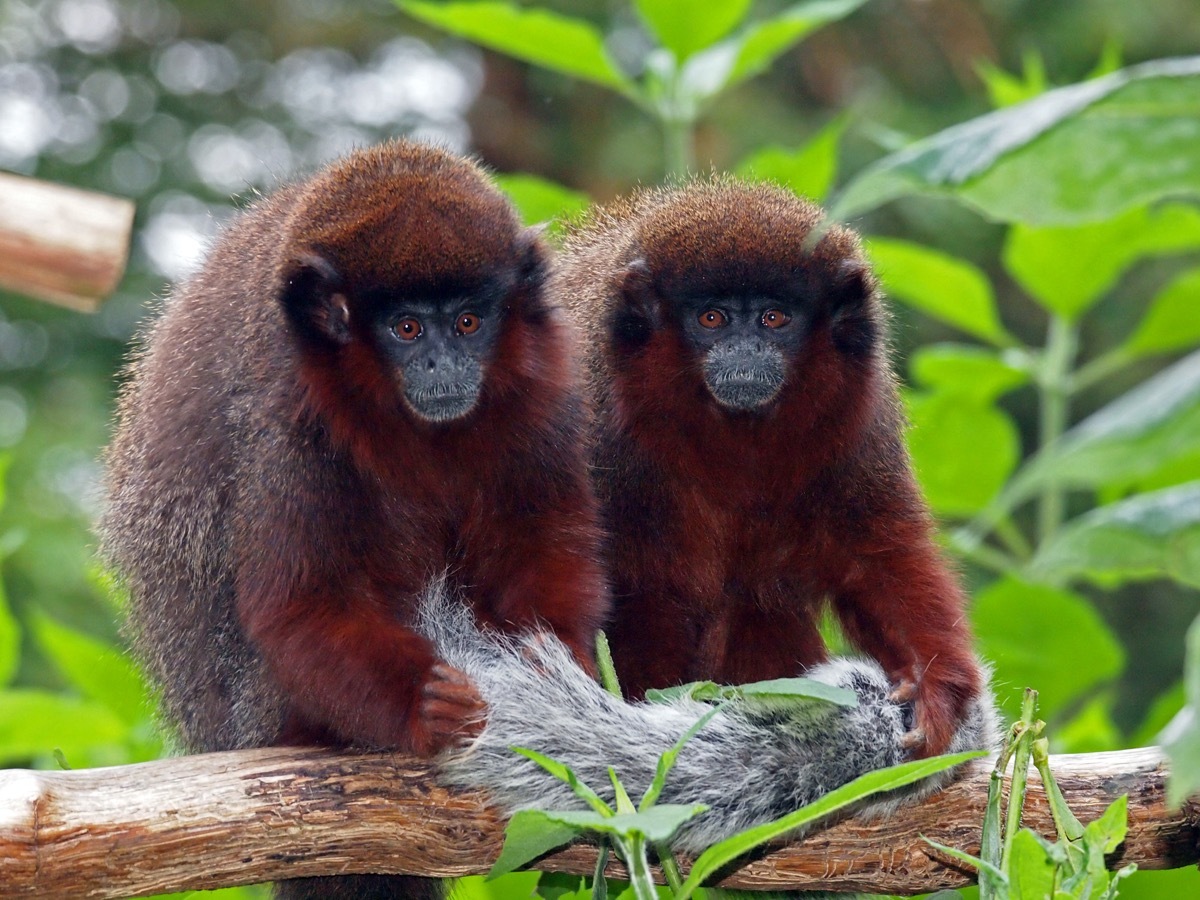 Red Titi monkeys on a tree branch