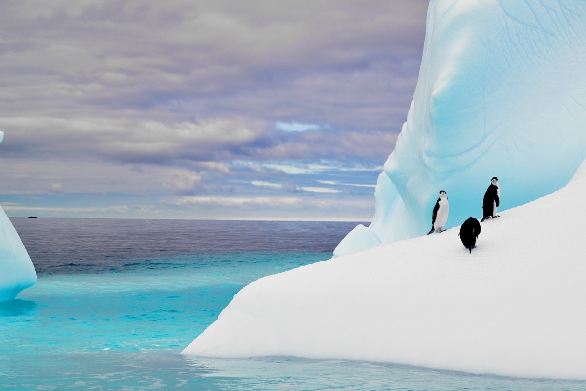 Penguins on iceberg in antarctica photos of wild penguins