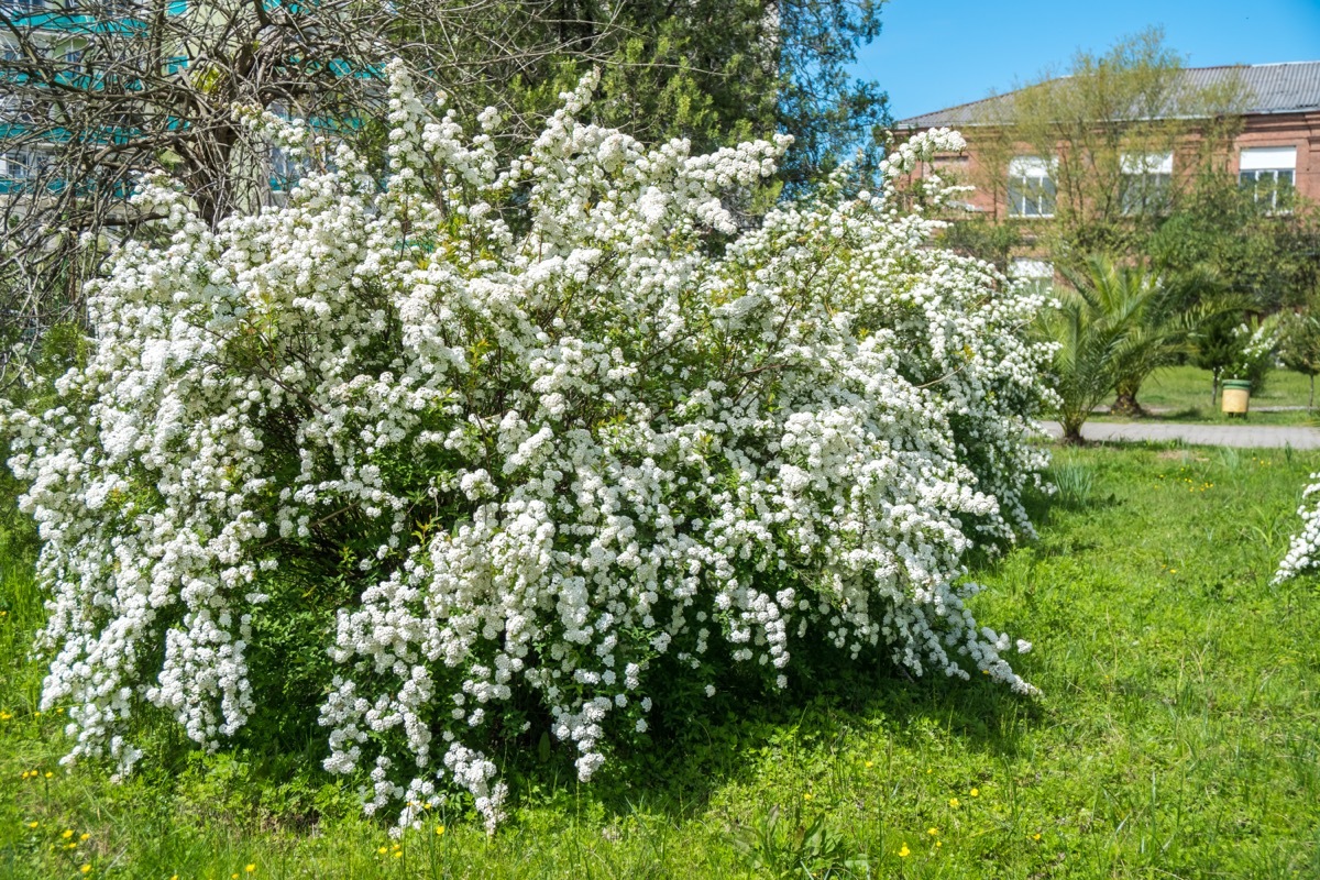 Bridal Wreath Spirea Shrub