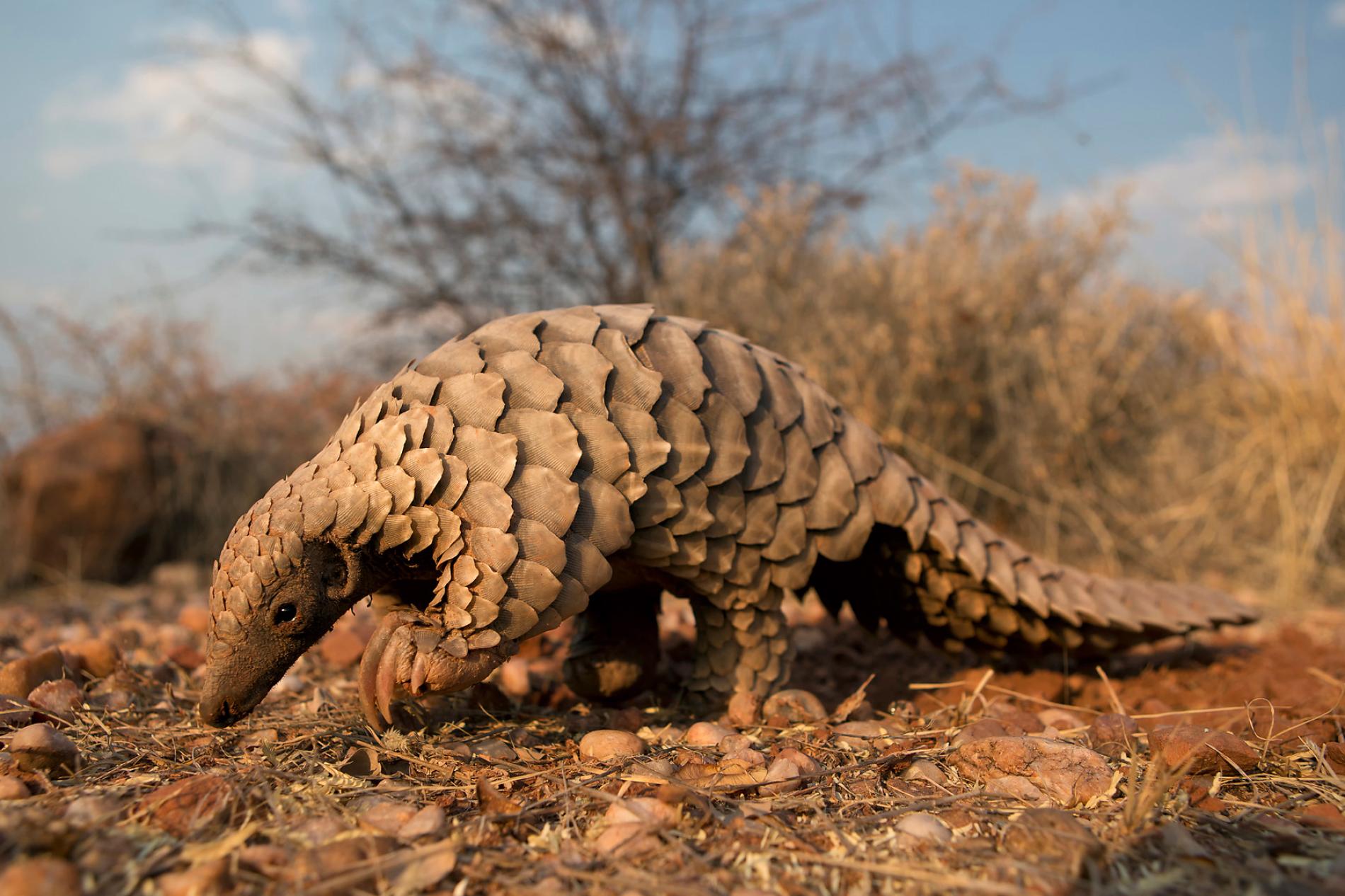 Image result for pangolin