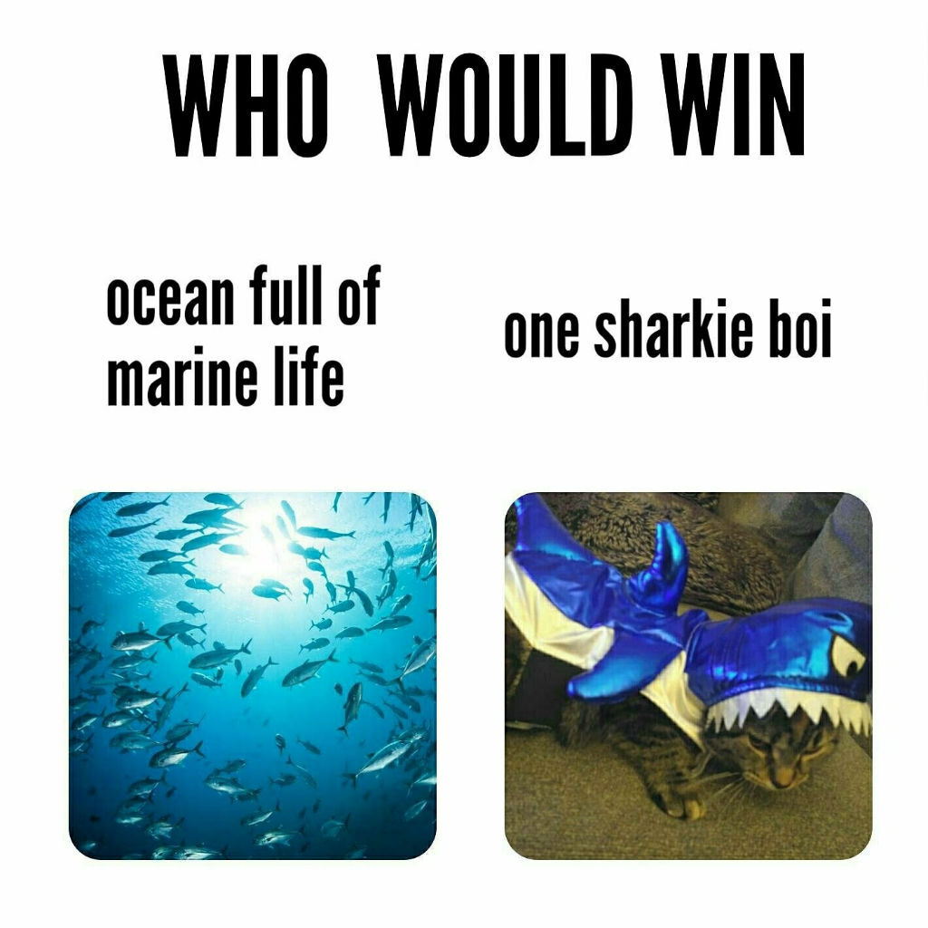 sharkie cat memes