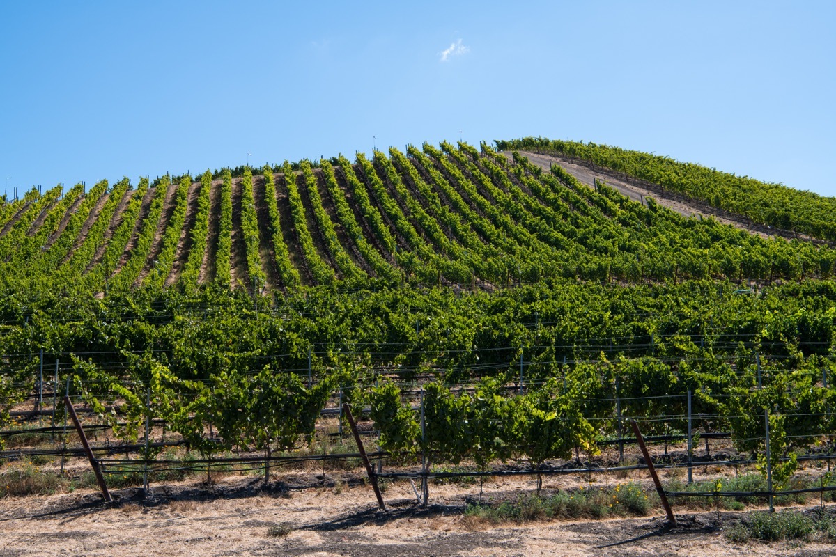 Vineyard in Buellton California