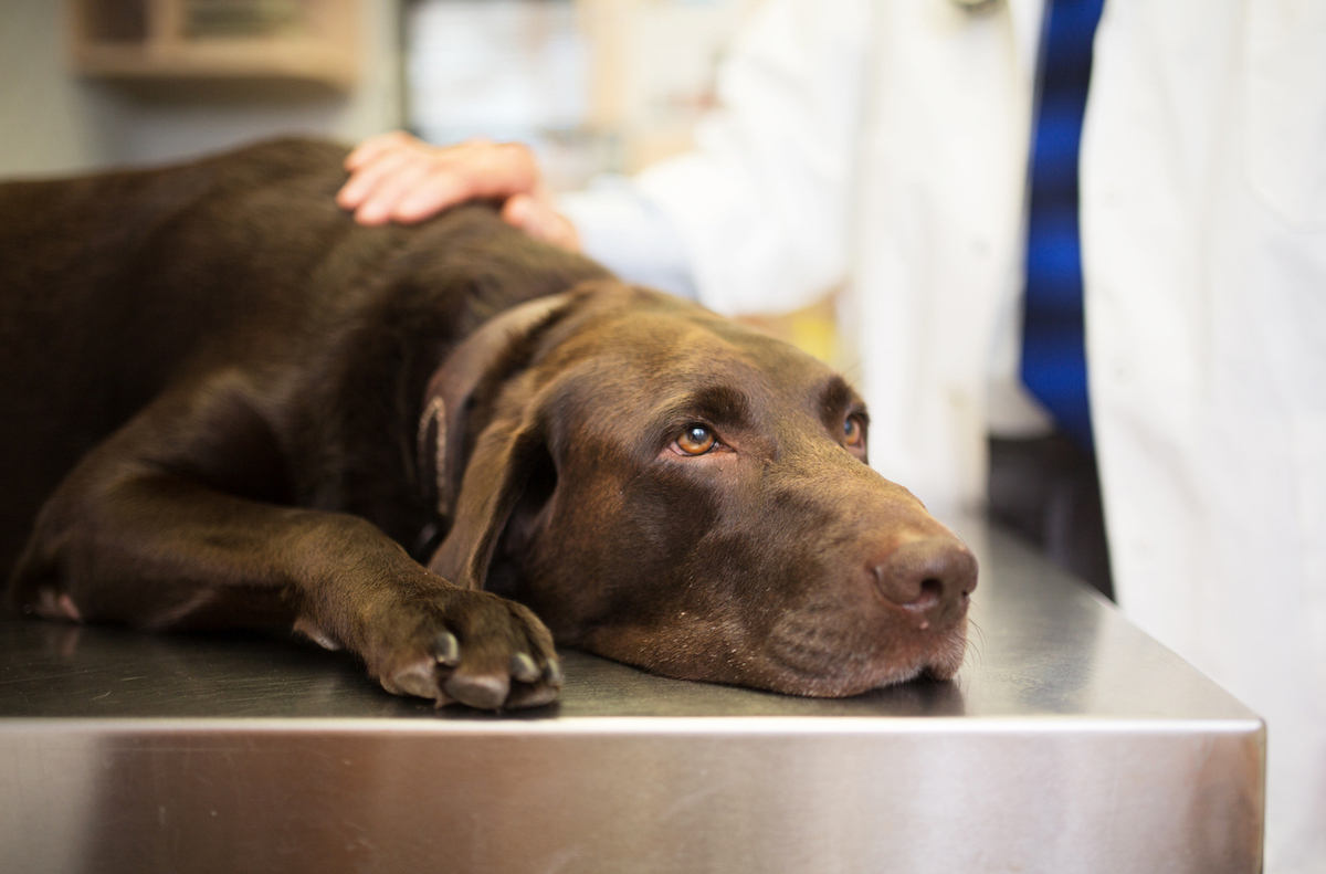 Labrador retriever laying down on examine table at vet