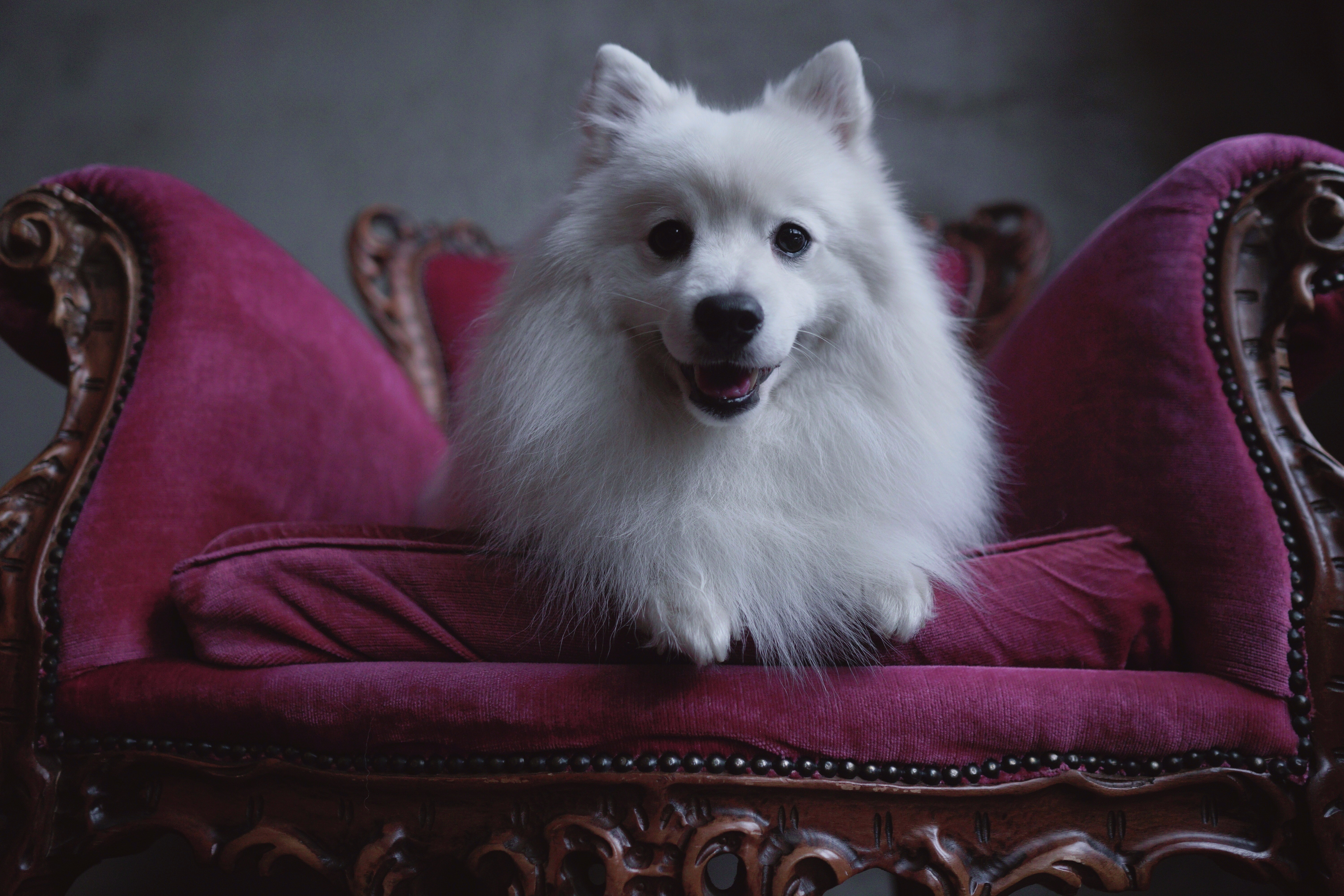 american eskimo dog on purple chair