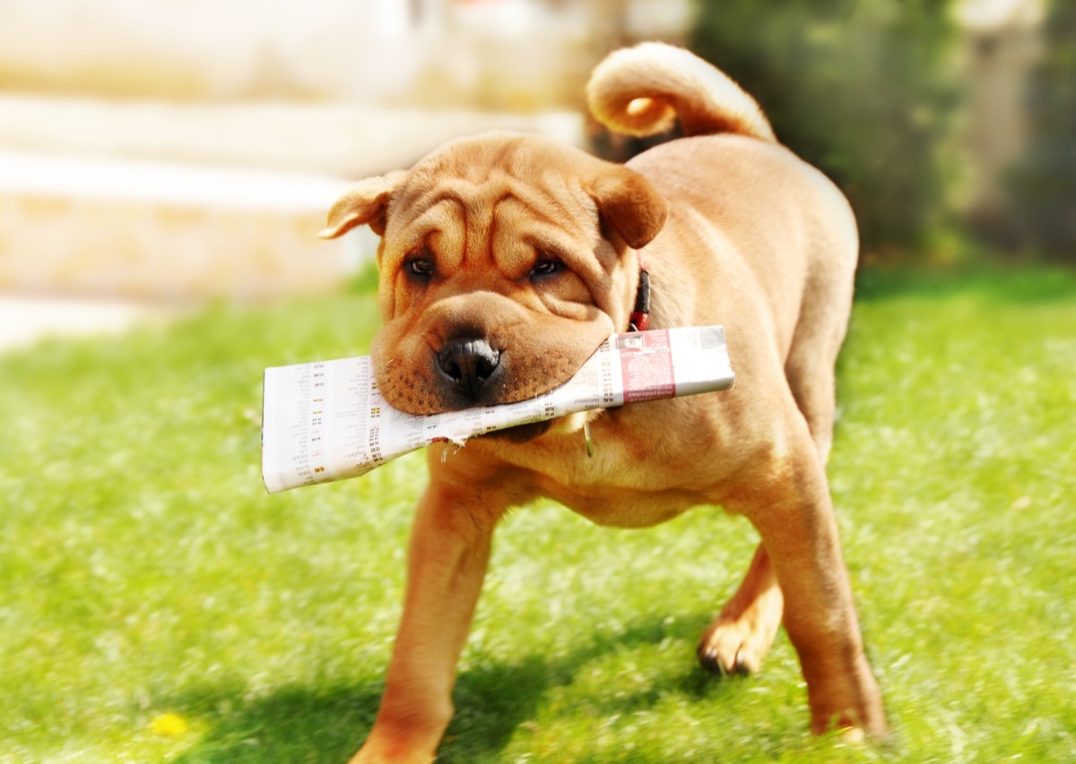 shar pei carrying newspaper