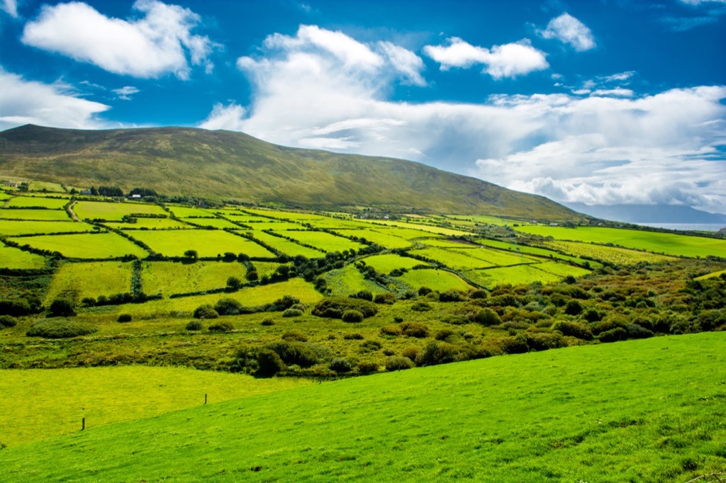 Beef grass pasture