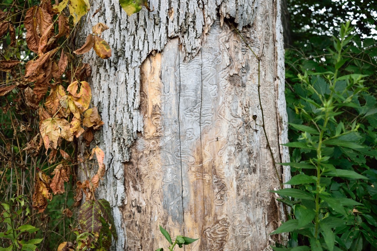 emerald ash borer damage