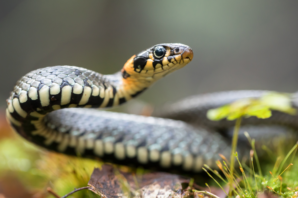 A grass snake moving through a yard