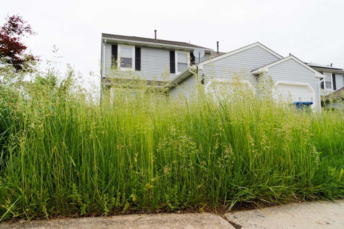 Overgrown Grass in Backyard