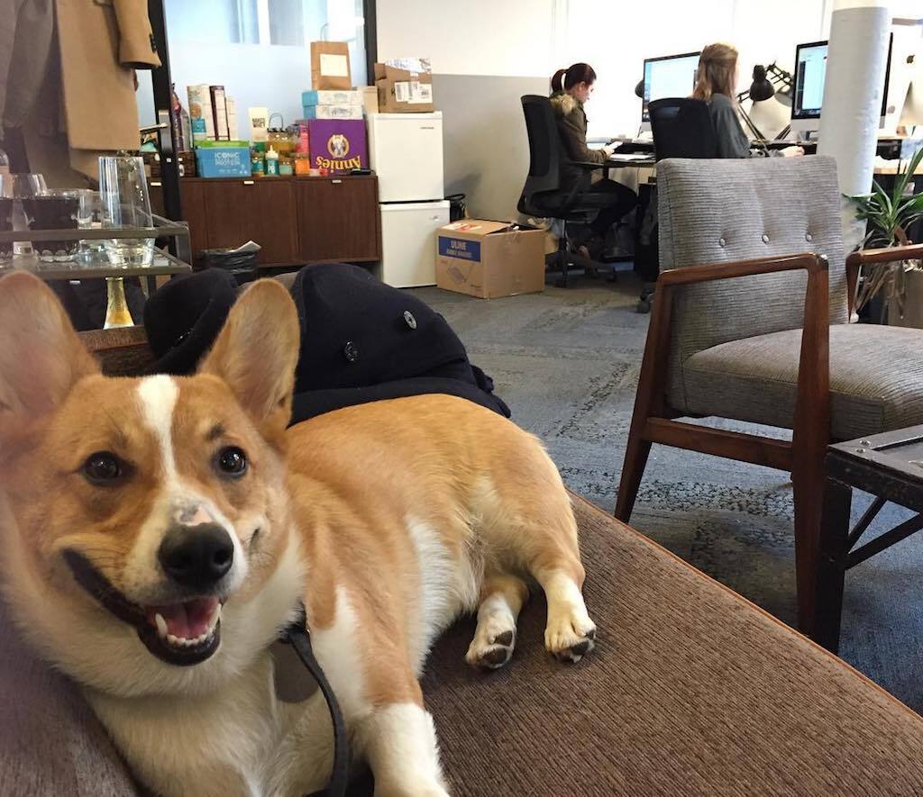 sherlock the corgi in the office