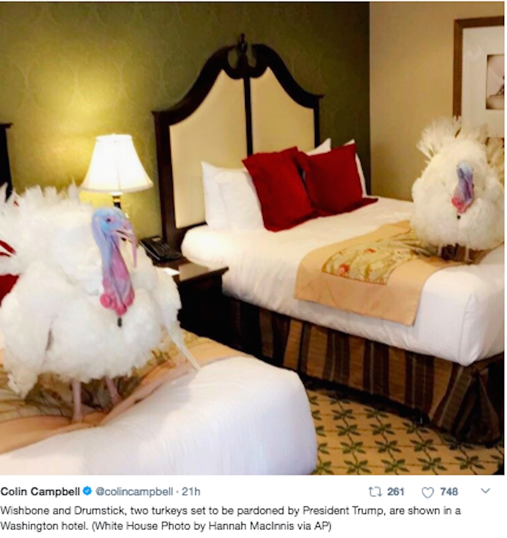 2017 pardoned turkeys Wishbone and Drumstick in their suite at the Willard Hotel 